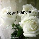 Rose blanche