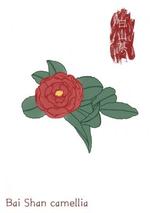 白山茶
