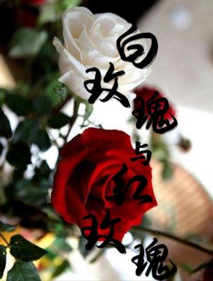 红玫瑰与白玫瑰封面图片