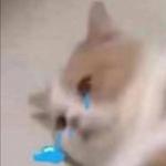 有名 木更木更著 长佩文学网