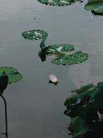 百合花