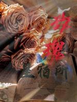 玫瑰星宿所