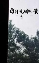 白月光回忆录